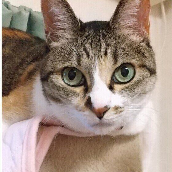 ヒメちゃん（MIX）