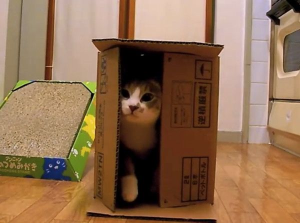 箱の中で遊ぶ猫