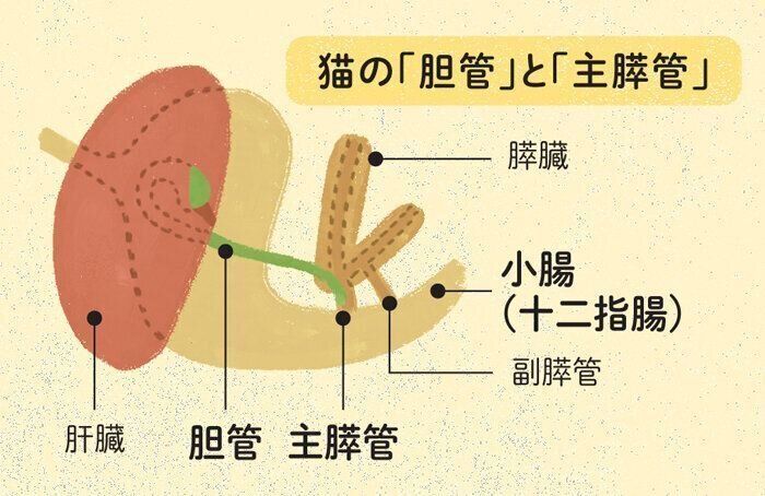 猫の臓器構造