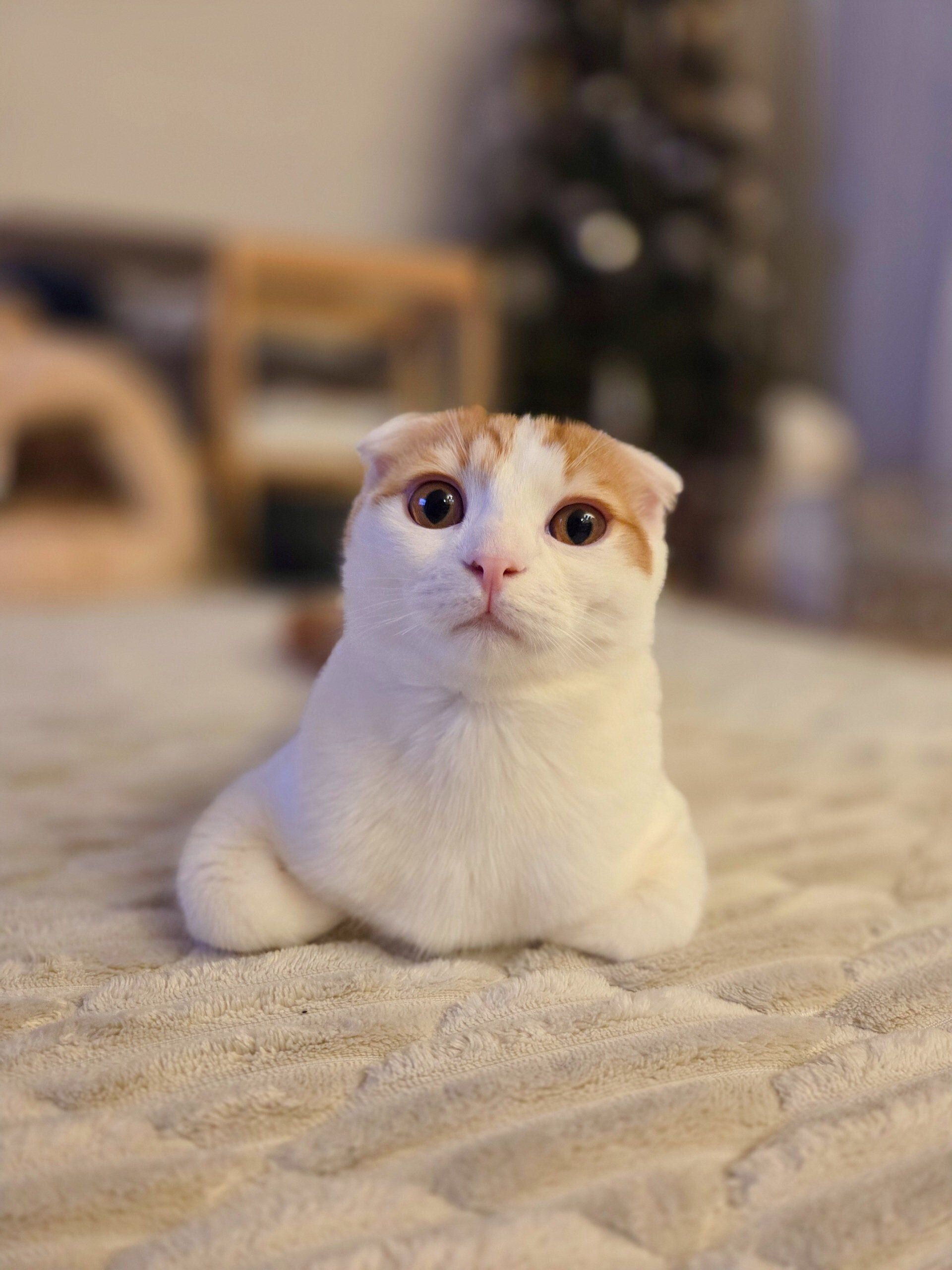 香箱座りをするスコティッシュフォールド