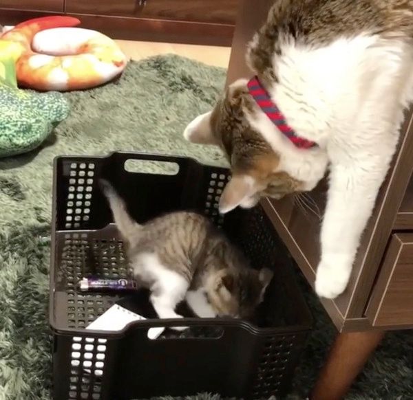 先輩猫に動じない子猫