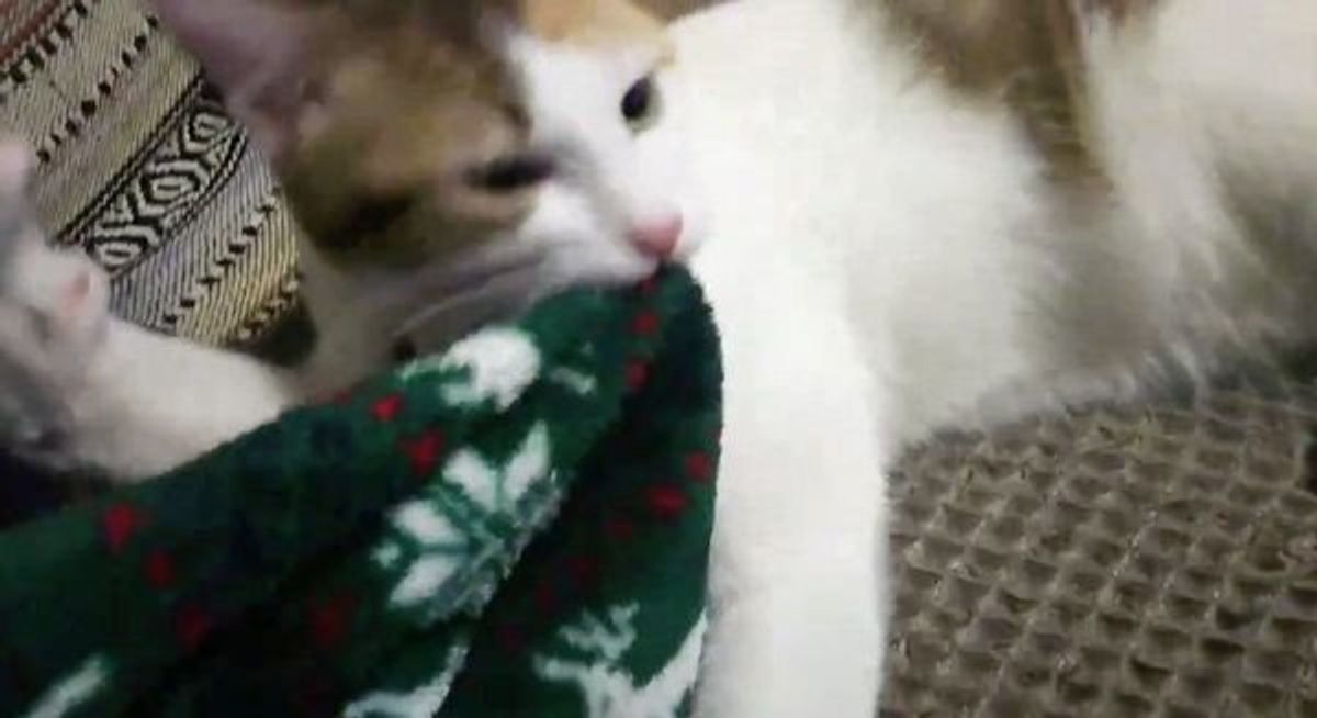 一生懸命さが可愛い ふみふみ が激しすぎる猫 荒ぶる前足がスゴい ねこのきもちweb Magazine 一生懸命さが可愛い ふみふみ が激しすぎる猫 荒ぶる前足がスゴい ねこのきもちweb Magazine