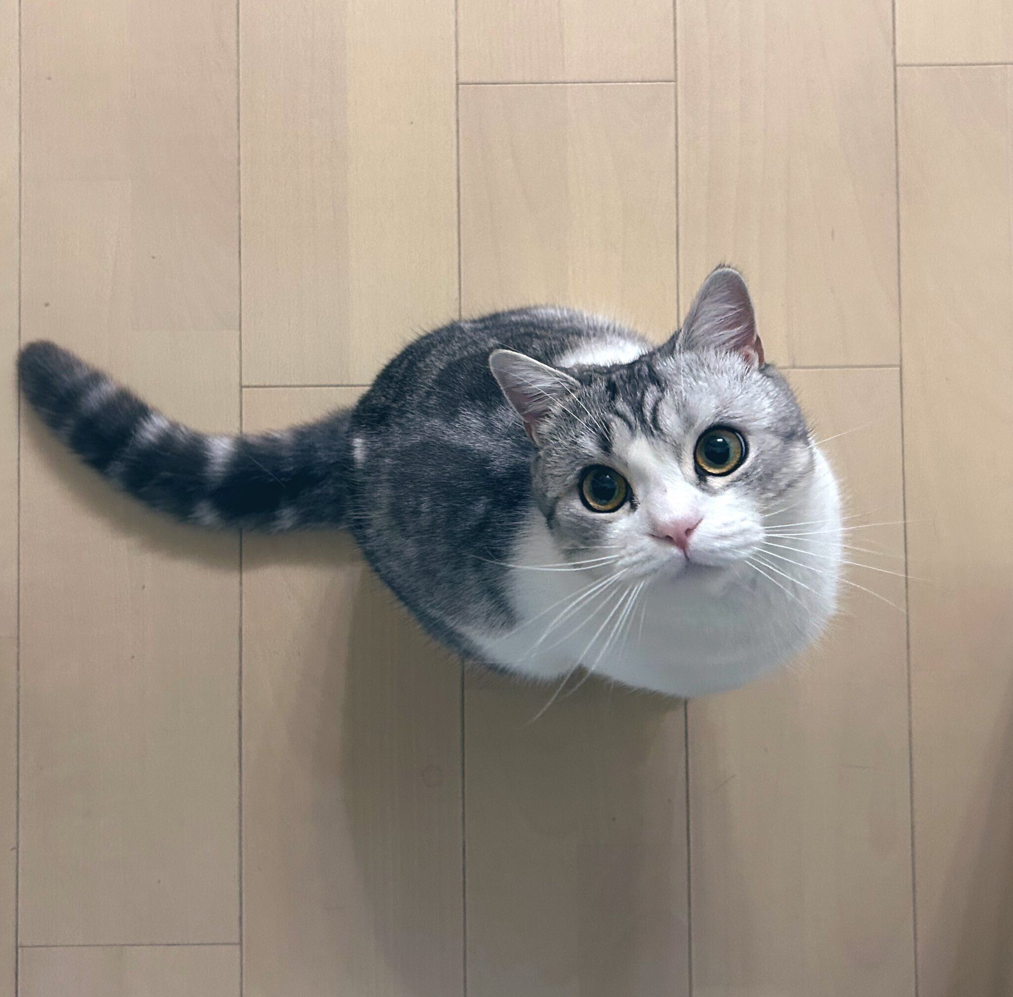 上から見てもかわいいポノくん