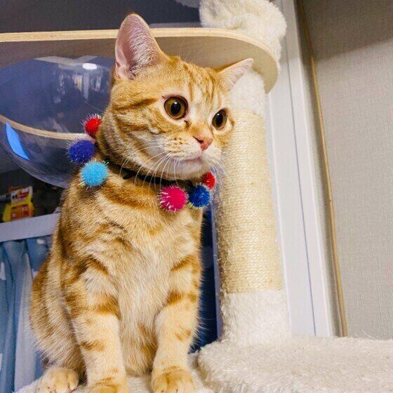 何かを考えるアメリカンショートヘア