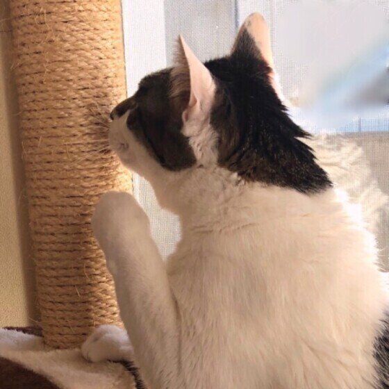 黒白のラブくん