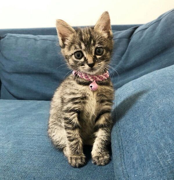 見つめるみぃちゃん