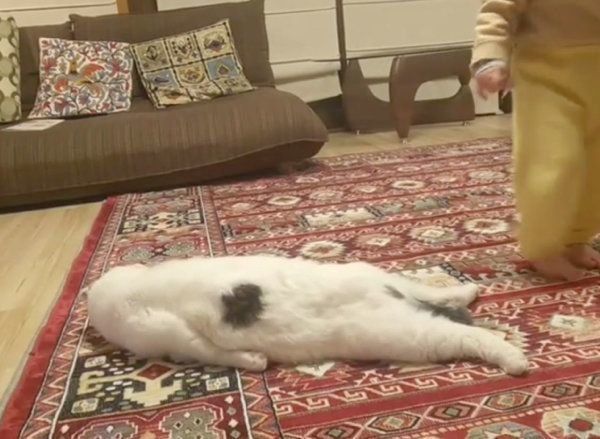 警戒心むき出しなスコティッシュフォールド