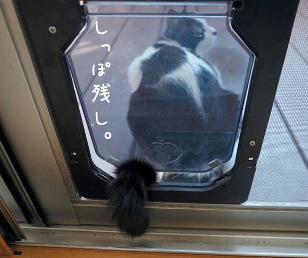 愛しき猫のふしぎ