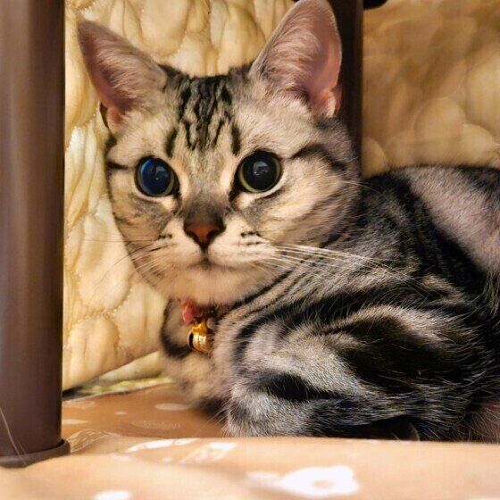 アメリカンショートヘアのみーちゃん