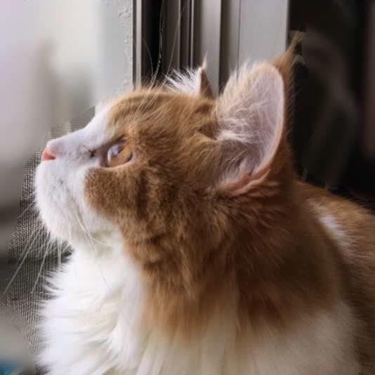 外を見るスコティッシュフォールド・ロングヘア