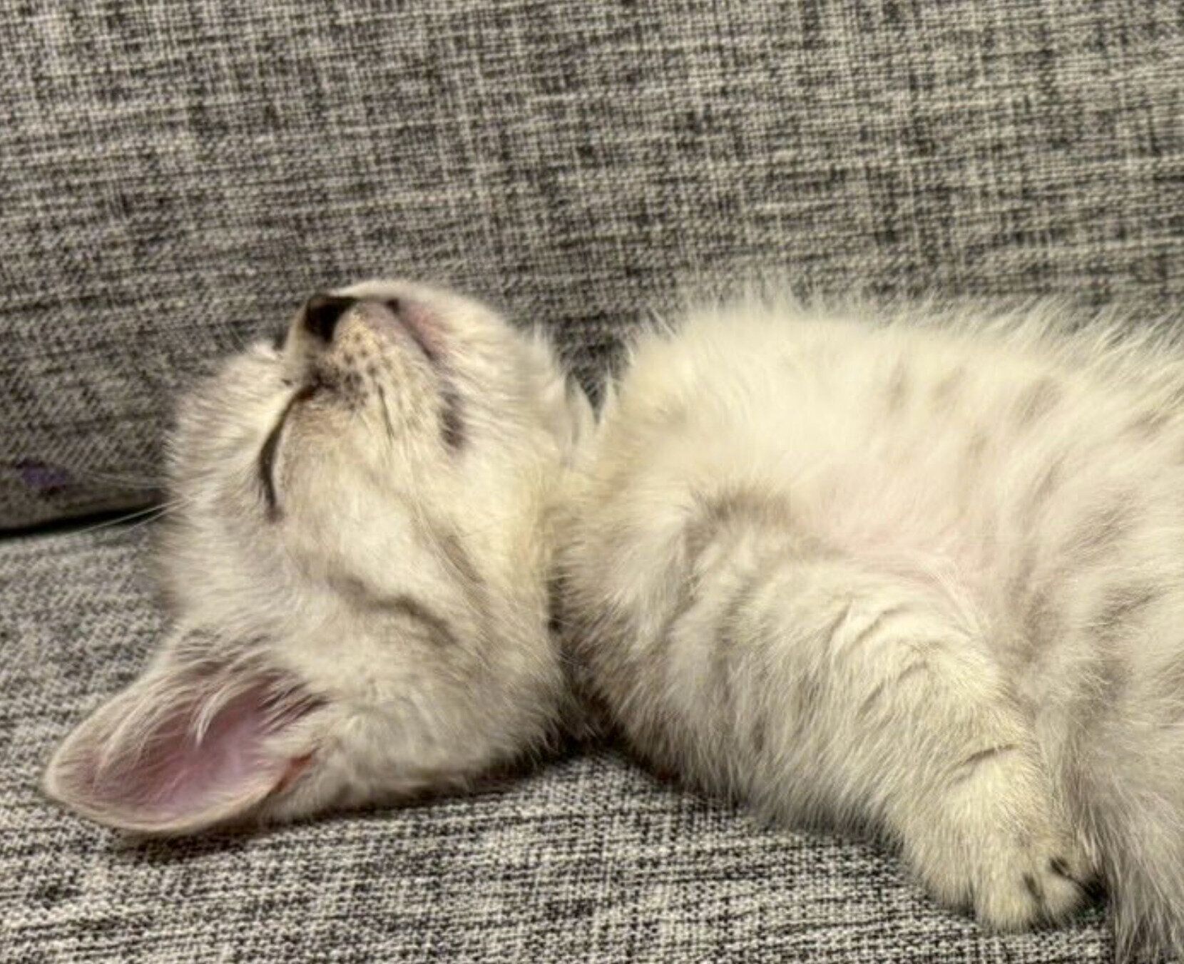 ヘソ天で熟睡するしらすおろしくん