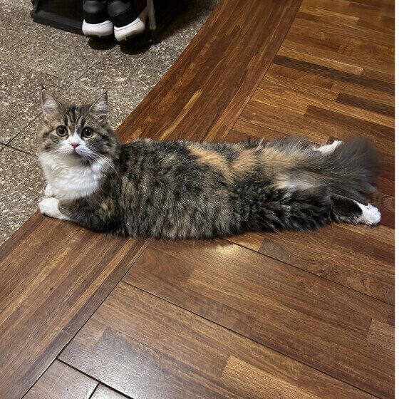 ラガマフィンのモカちゃん