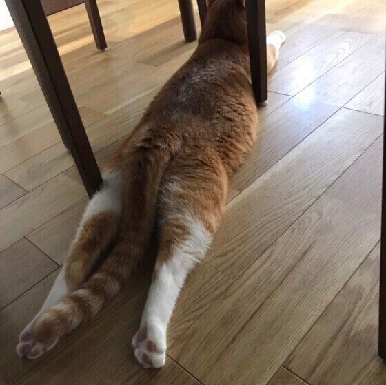 伸びるもなかくん（MIX）