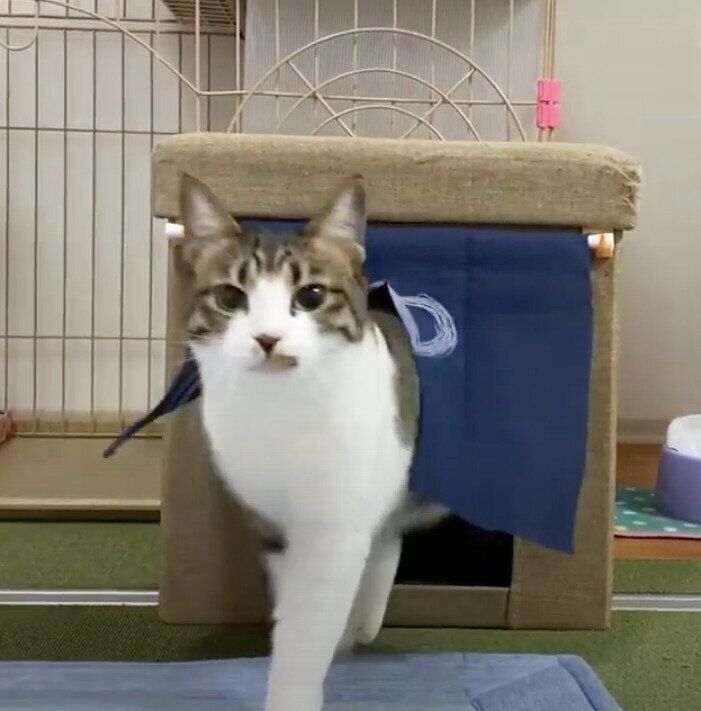 モモちゃん&ねこたちゃんと「湯」のれん