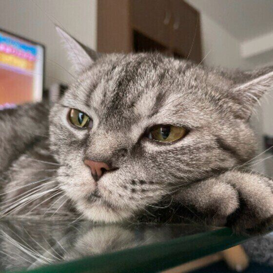 アメリカンショートヘア