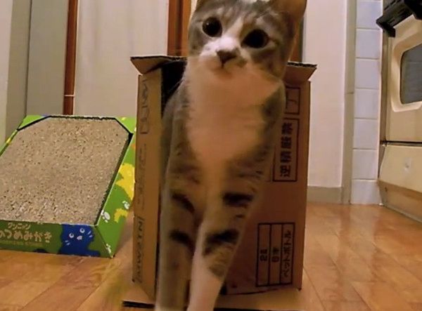 箱の中で遊ぶ猫