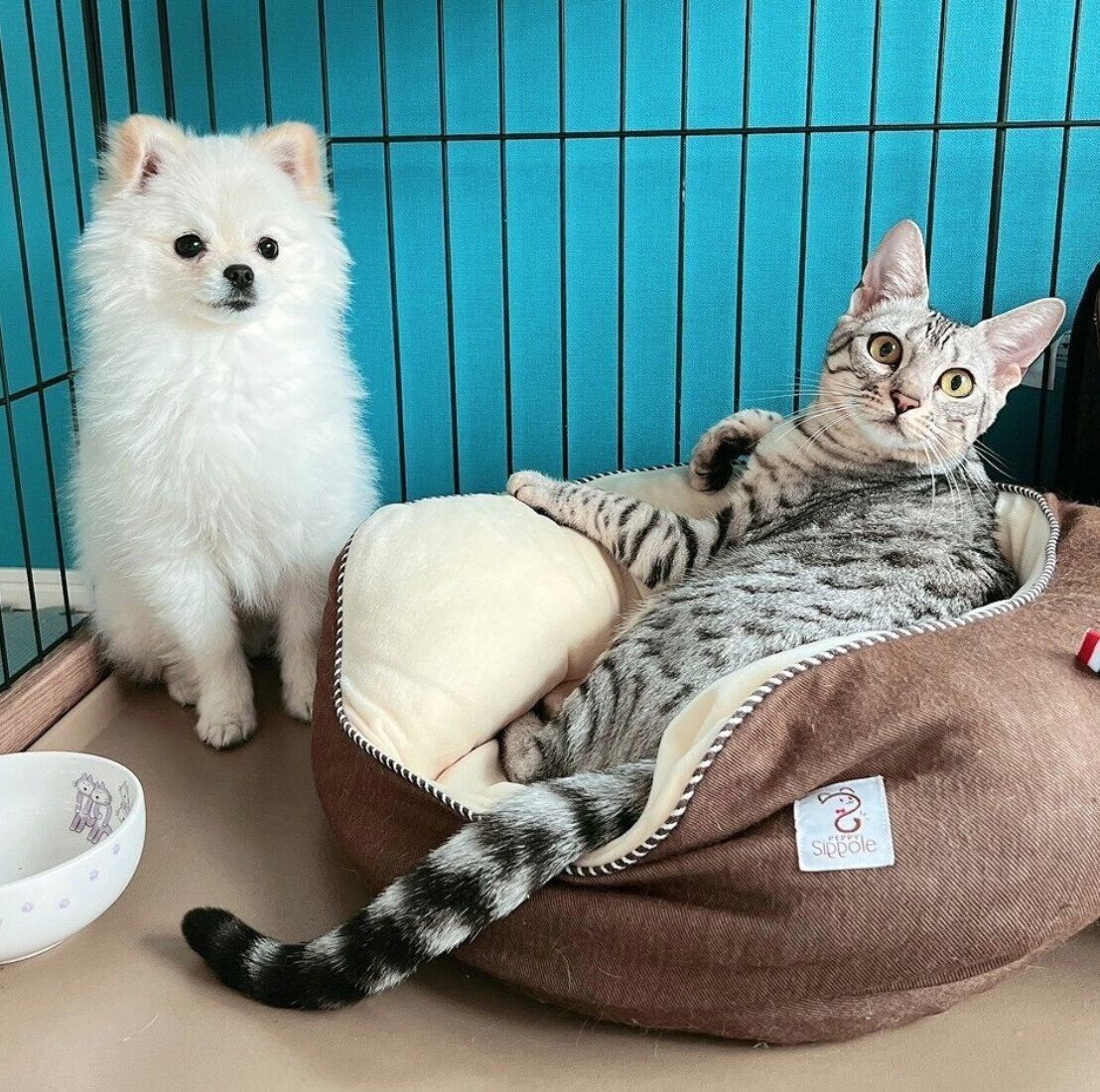 こめたくんの寝床を奪ううにちゃん