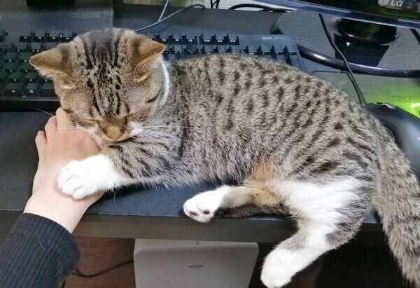 飼い主さんの手の上で寝ちゃうもかちゃん