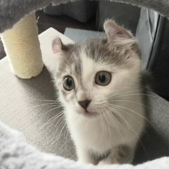 見つめるマンチカール