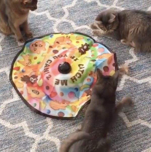 おもちゃで遊ぶ猫