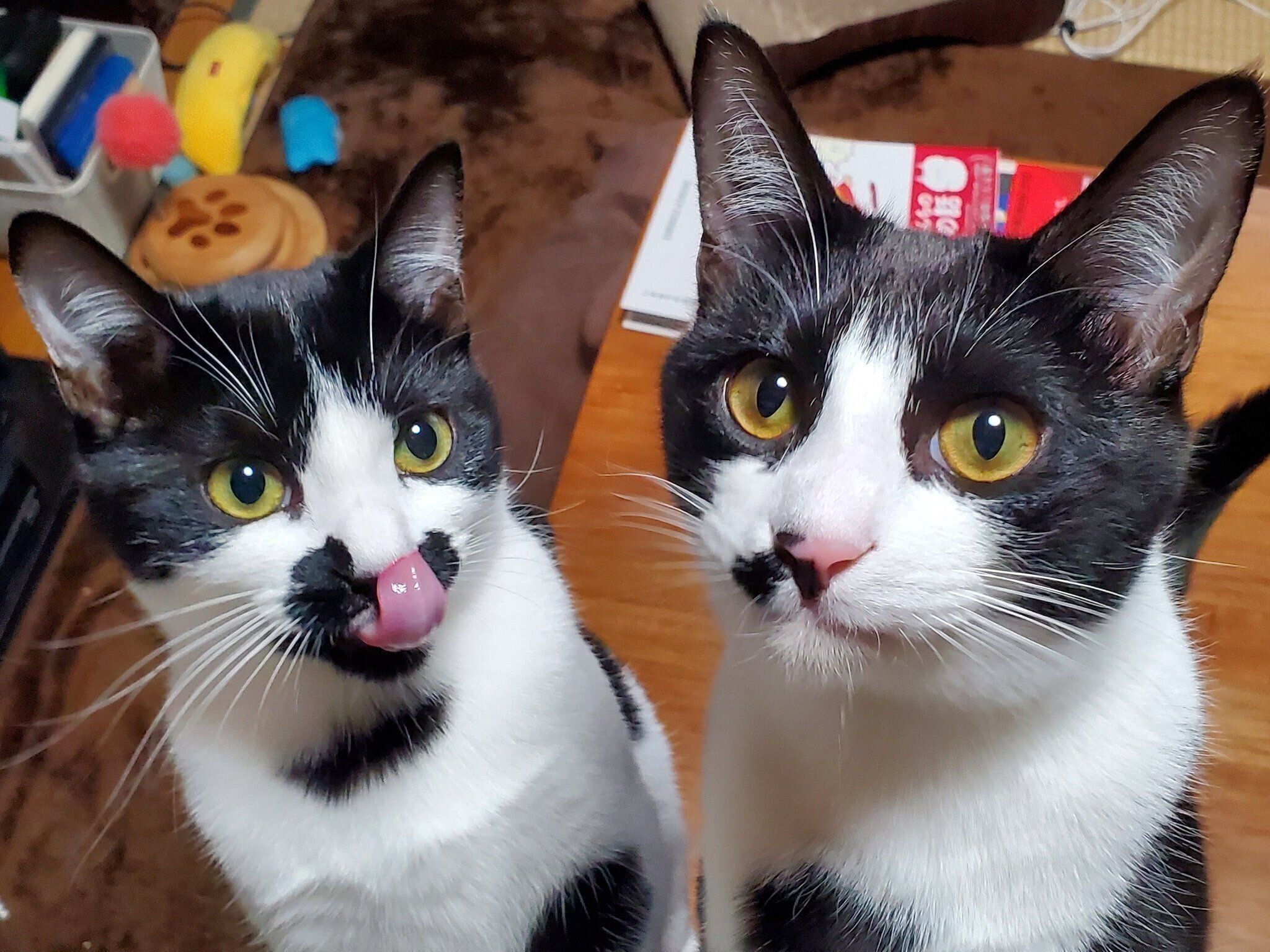 成長したミアちゃん、ダダくん