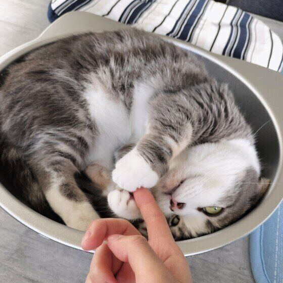 おねだりするゆきちくん