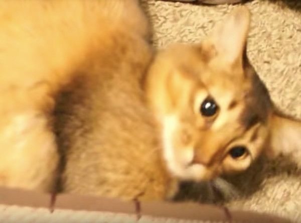 逆ギレニャンコ