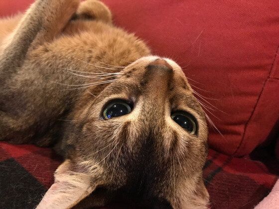 9才になるアビシニアンのアビィちゃん