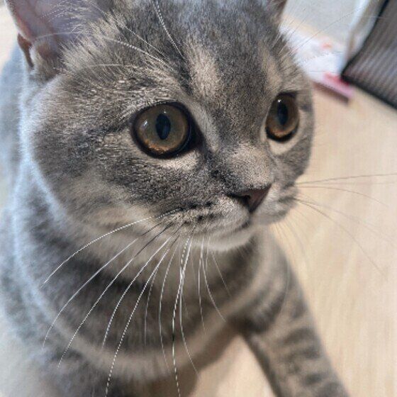 スコティッシュフォールドの実夕ちゃん