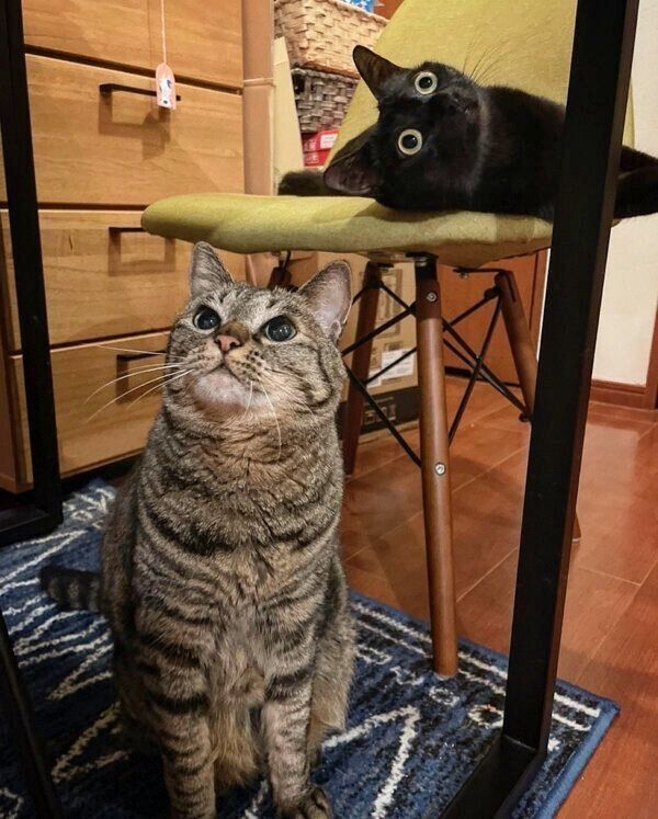 まったりするロニーちゃん、アビーちゃん