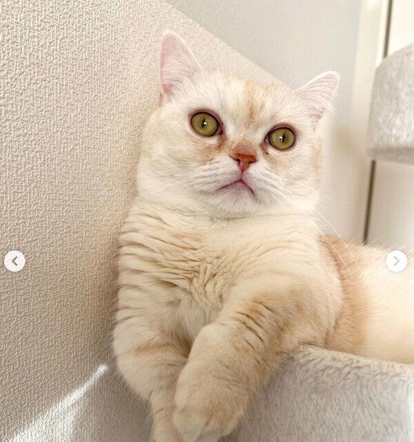 くつろぐちくわくん