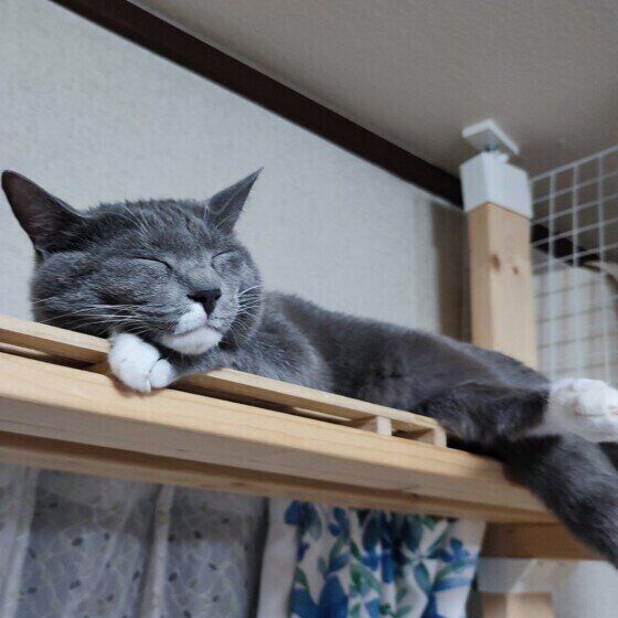 Mix（グレー）の蘭丸くん♪