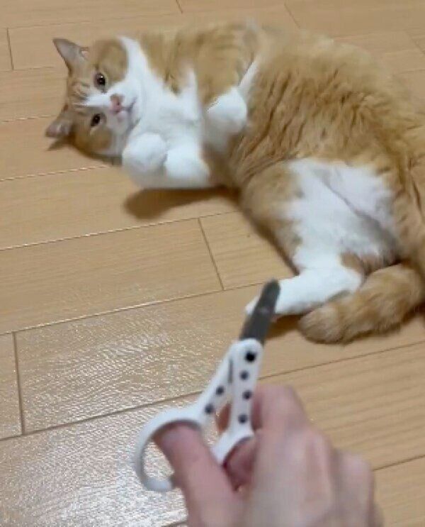 爪切りバサミに気づくさんてくん