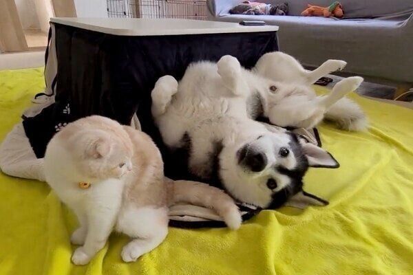 はっちゃんを見つめるじゅんちゃん