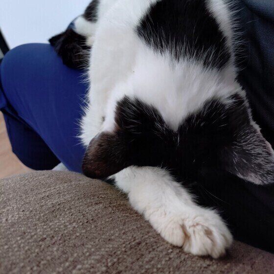 MIX　黒×白　あやめ  