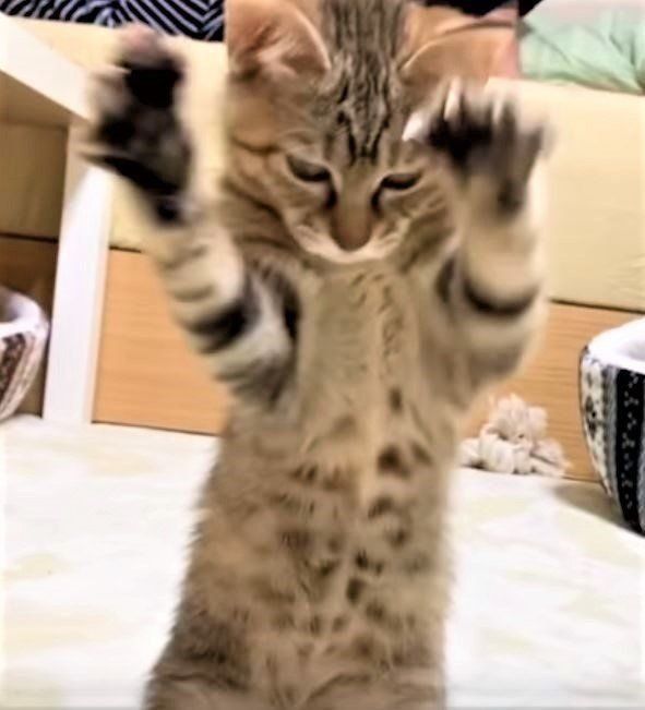 バンザイする子猫