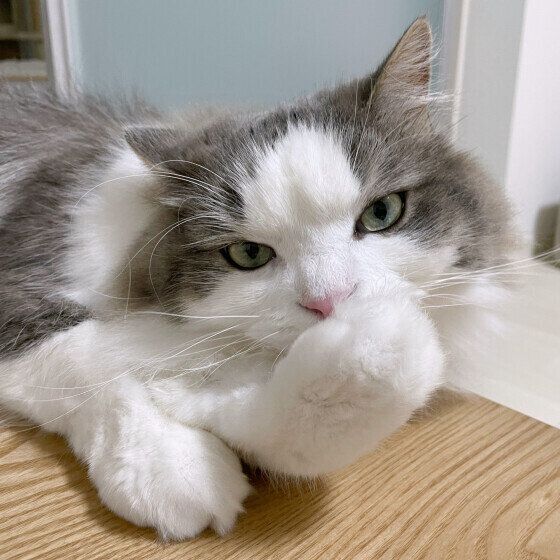 毛づくろいをするラフくん