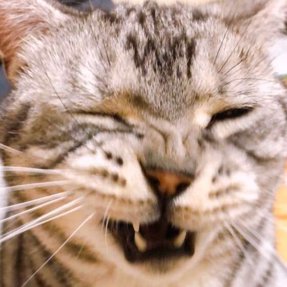 目を細めるアメリカンショートヘア