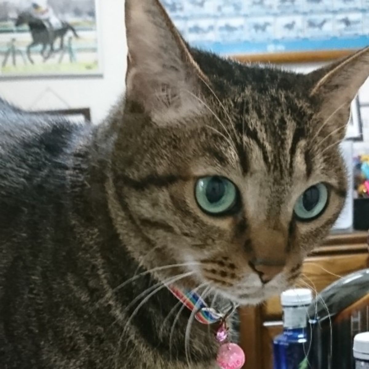 獣医師監修 愛情表現 病気 猫のまばたきで分かる気持ちと目の状態 ねこのきもちweb Magazine 獣医師監修 愛情表現 病気 猫のまばたきで分かる気持ちと目の状態 ねこのきもちweb Magazine