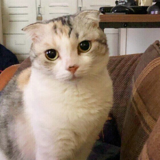 ソファーに座るスコティッシュフォールドのミコちゃん