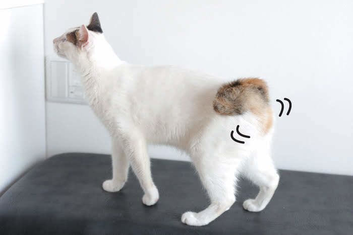 「ねこのきもち」2018年9月号