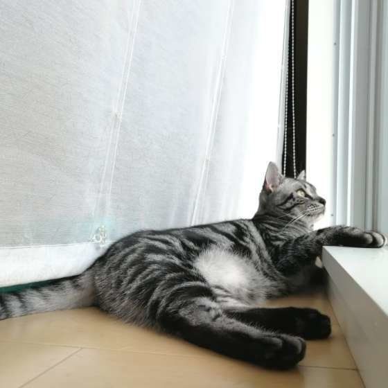 アメリカンショートヘアのそらちゃん