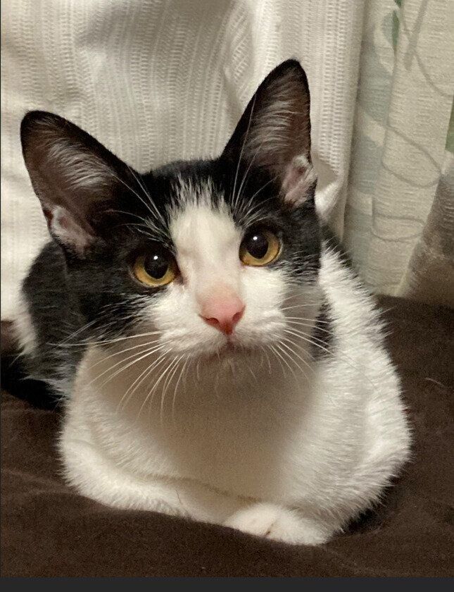香箱座りをする子猫