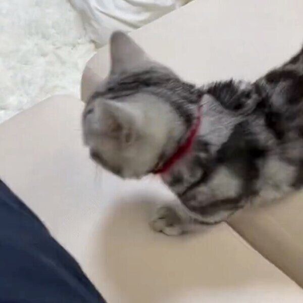 飼い主さんにスリスリしようと近づくあんみつちゃん