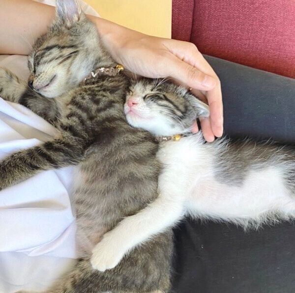 くっついて眠るアポロくん、オレオくん