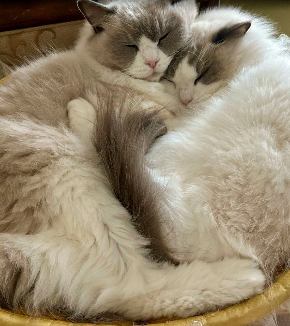 ぎゅっと抱き合うティアラちゃん、テネルちゃん