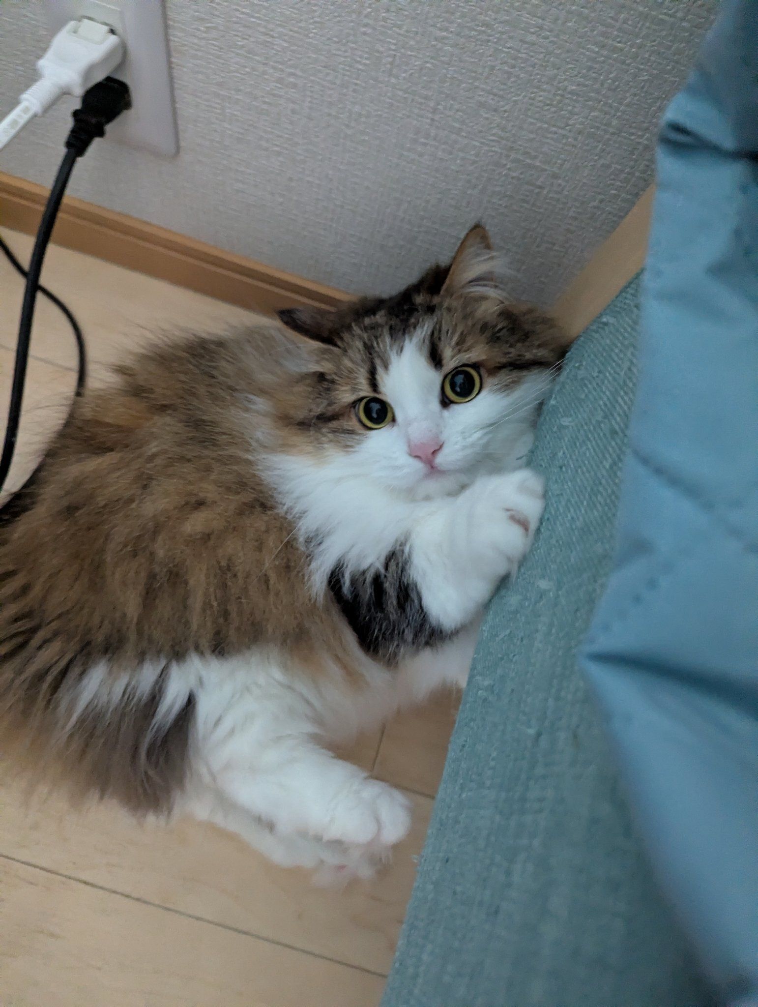 飼い主を見つめるミヌエット