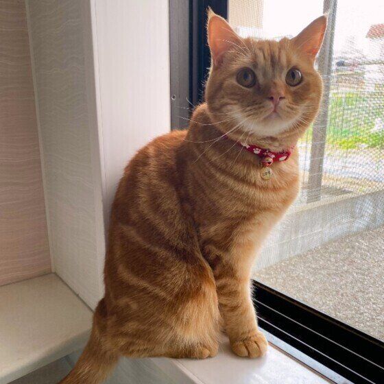 窓辺のスコティッシュフォールド（オス）