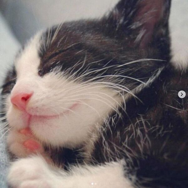 子猫時代のキキ様