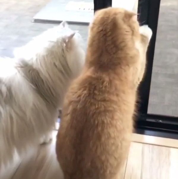 ドアにお尻が引っかかっちゃう猫